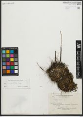 Foto von Salix serpyllifolia Scop.